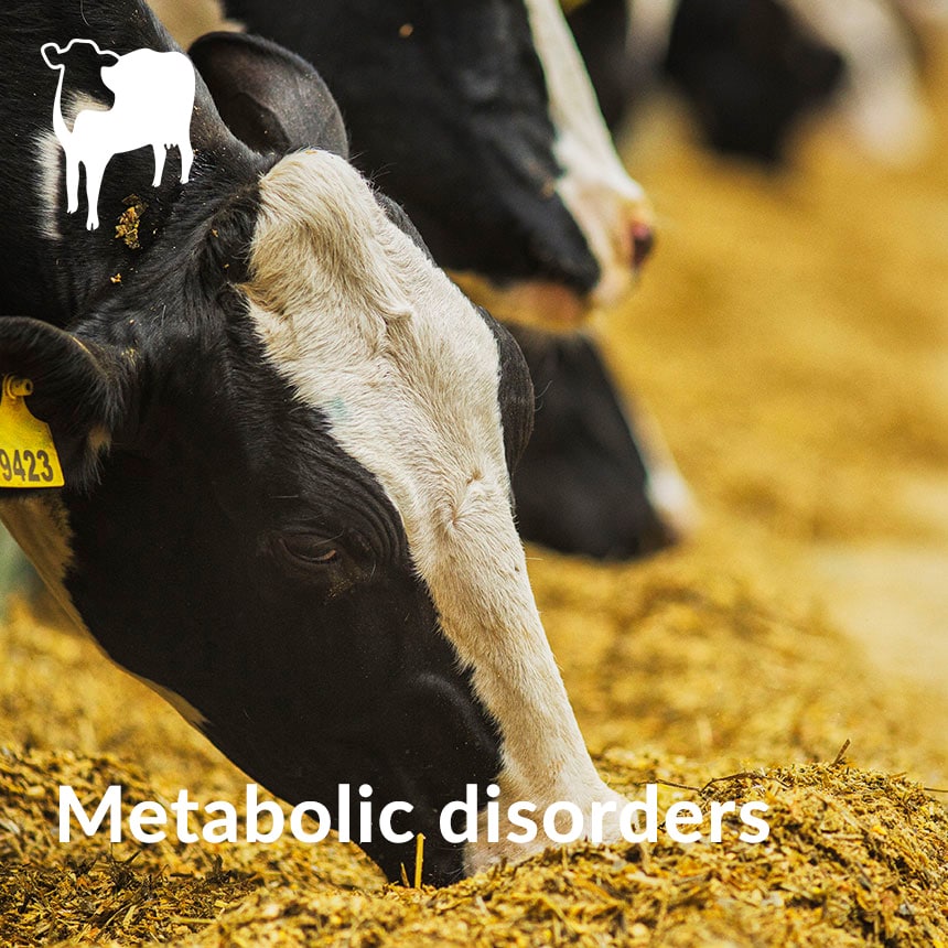 troubles métaboliques vaches laitières