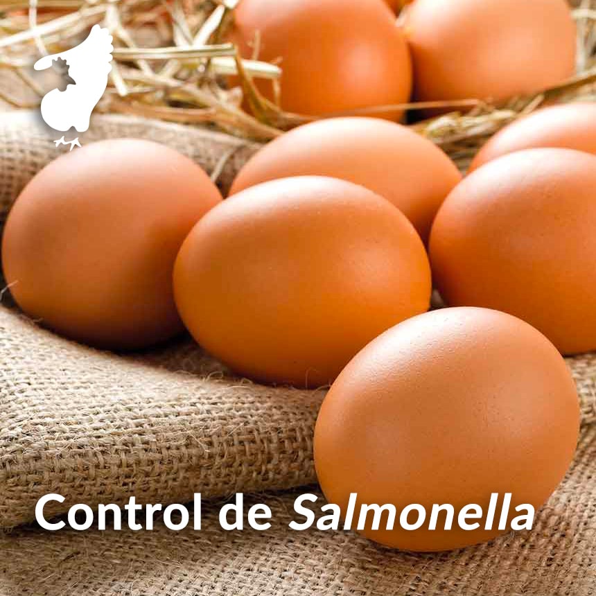 Control-de-Salmonella-en-ponedoras