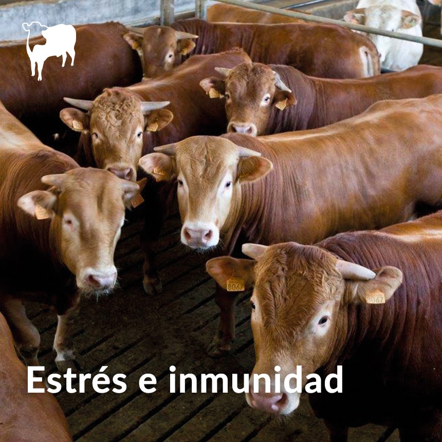 Estres-e-inmunidad
