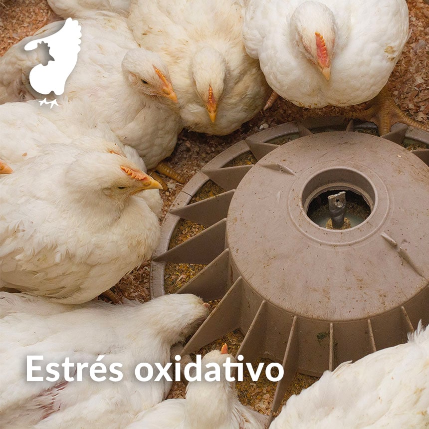 Estres-oxydativo