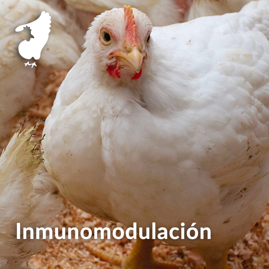 Inmunomodulacion-y-titulos-de-anticuerpos-en-pollo-de-engorde