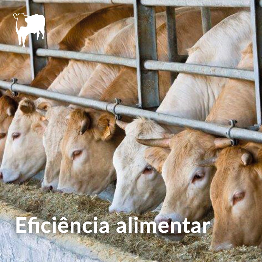 Eficiencia-alimentar