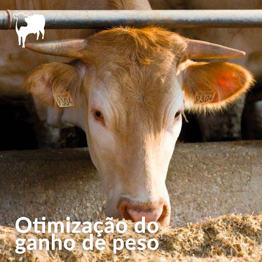 Otimizacao-do-ganho-de-peso