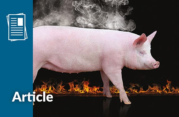 article swine