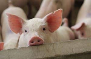 fattening pigs