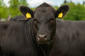 feedlot immune response phileo