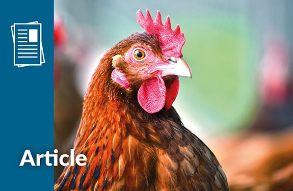 broilers phileo