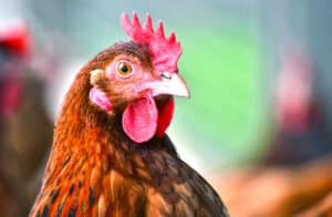 poultry post antibiotic